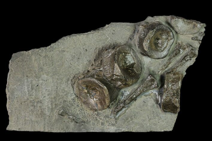 Plate of Fossil Ichthyosaur Bones - Germany #150338